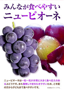 ニューピオーネ 1房680g【配送不可地域あり】