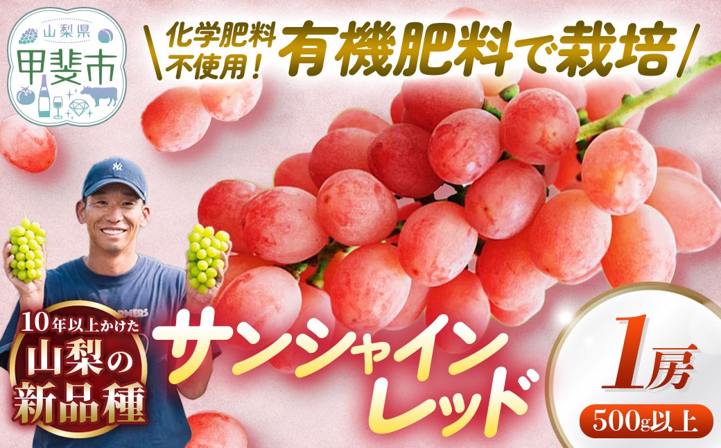 
                  山梨県オリジナル品種　サンシャインレッド　1房 葡萄 フルーツ 果物 山梨 ぶどう 高級 フルーツ ギフト フルーツ サンシャイン レッド 赤い ブドウ 葡萄 ギフト 山梨県産 ぶどう 甲斐市 ブドウ かめざわ農園 山梨県甲斐市 DG-2
                