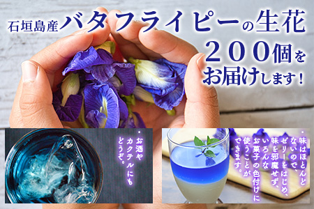 【先行受付】希少！採れたて新鮮！八重咲バタフライピーの生花（食用花、生ハーブ）特別栽培、栽培期間中農薬不使用 ３月～順次発送 OI-8
