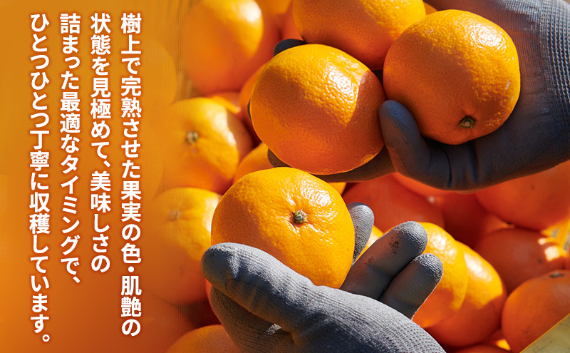 スズキ果物農園 たかのみかんジュースAセット（1L×2本） 無添加 100％ストレート ジュース みかん ミカン 青島みかん 寿太郎みかん 石地みかん 片山みかん 化粧箱入り 静岡 浜松市 【配送不可