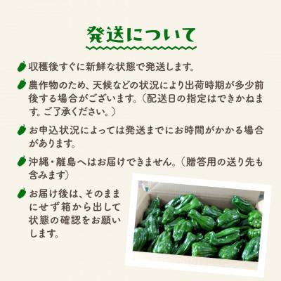ふるさと納税 田村市 【訳あり】 田村市産 ピーマン 1kg |  | 03