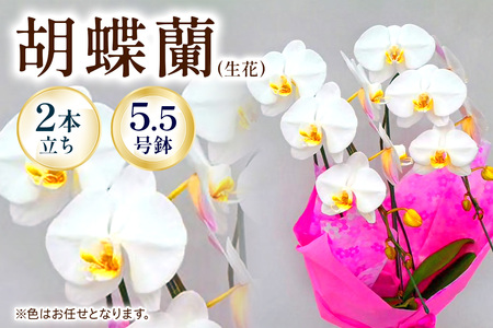 【2本立ち5.5寸】生産農家直送！胡蝶蘭 1鉢【足柄金太郎洋蘭園】開成町 胡蝶蘭 洋蘭 胡蝶蘭 蘭 お花 胡蝶蘭 生花 胡蝶蘭 鉢花 鉢 [BDAB006]