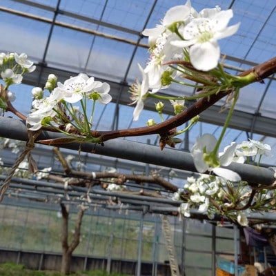 《2025年9月中旬より順次発送》新高梨 ふわり(5玉入り)【配送不可地域：離島】