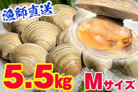 漁師直送！活ホンビノス貝5.5kg（Mサイズ）