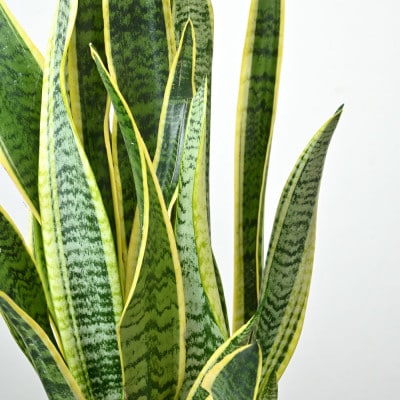 観葉植物 サンスベリア・ローレンティー 7号鉢(鉢カバーなし)【配送不可地域：離島・沖縄県】