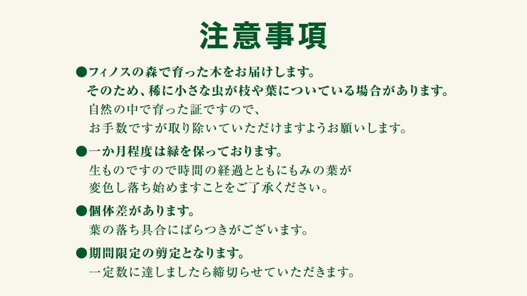 【 12月 発送開始 】 クリスマス に最適! フィノスの森 もみの木の枝 2本セット クリスマス クリスマスツリー もみの木 観葉植物 インテリア 日用品 飾り 数量限定 リース スワッグ  [BI