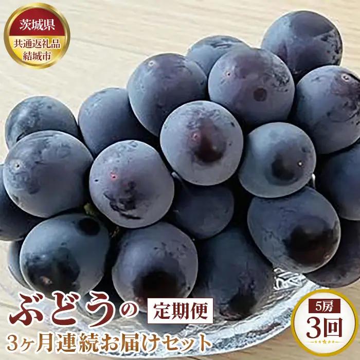 【先行予約】ぶどうの3ヶ月連続お届けセット　5房×3回【茨城県共通返礼品 結城市】 No.327