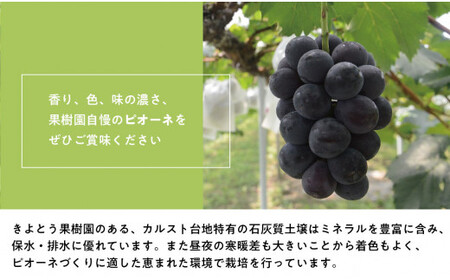 【2026年先行予約】葡萄1房お試し４回便（ボッケーネ・ピオーネ・シャインマスカット・紫苑）(定期便) (岡山県産)【KF-T003-01】