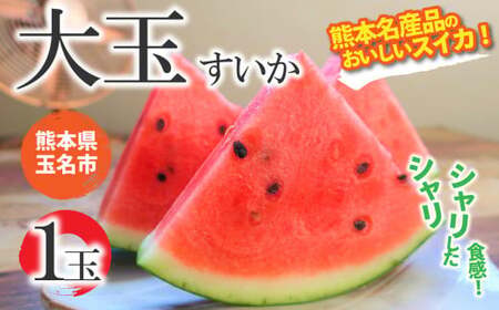 大玉 スイカ （ 1玉 ） | 果物 くだもの フルーツ スイカ すいか 大玉 スイカ 熊本 玉名