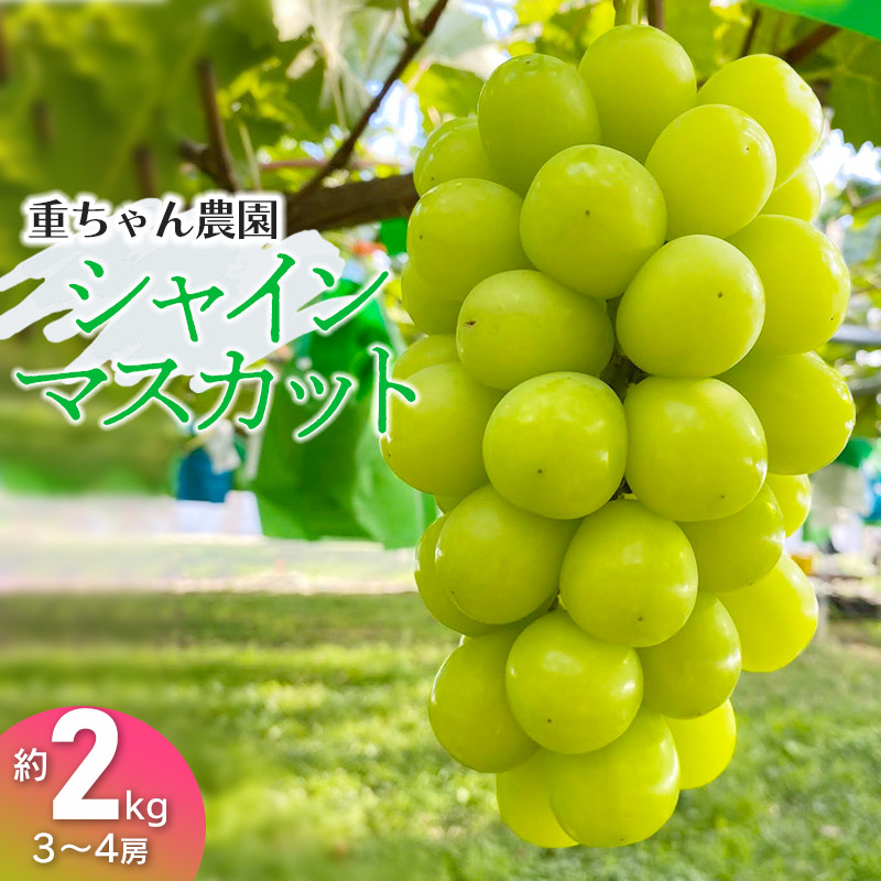 【令和8年産先行予約】 大人気 シャインマスカット 約2kg（約3～4房） 山形県鶴岡産 重ちゃん農園
