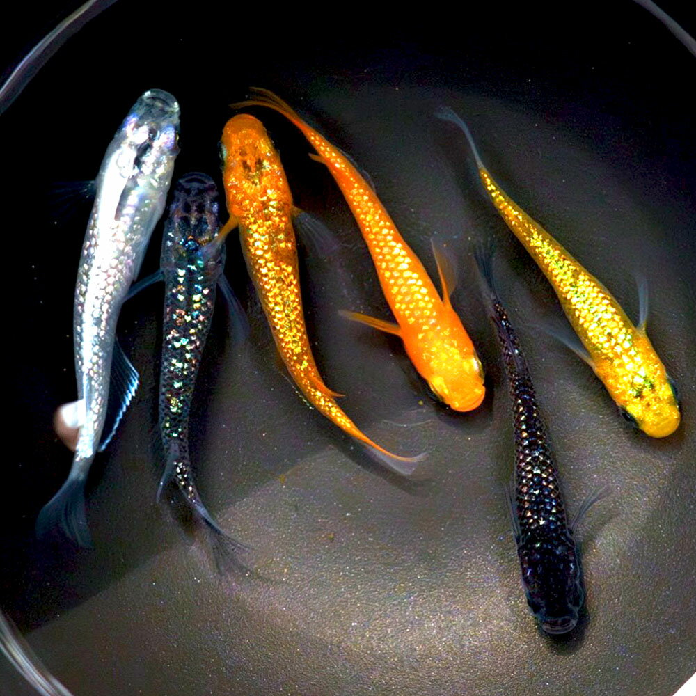 【ふるさと納税】ラメミックスメダカ 6匹 1.5～3cm前後 生体 めだか 観賞魚 さかな 魚 飼育 ペット ひので屋 山梨県 中央市 送料無料