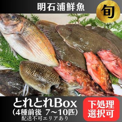 【ふるさと納税】とれとれBox（4種前後 7～10匹）下処理可[ 鮮魚 旬 詰合せ 簡単料理 ]　 魚介類 お魚 海鮮 海の幸 とれたて とれたての魚 新鮮 旬の魚 当日発送 季節の魚 魚料理 焼き魚 煮つけ お楽しみ