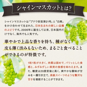 【2024年9～10月発送】長井市伊佐沢のぶどう職人が作るシャインマスカット約1.2kg（2房）_H203(R6)