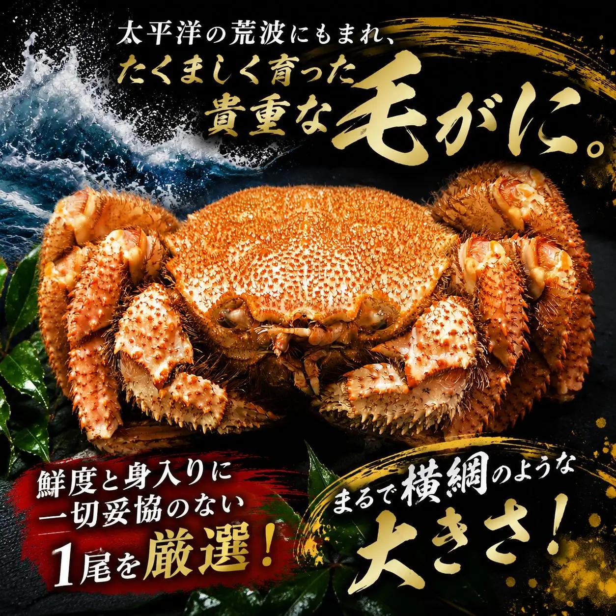 【先行予約・数量限定】大型ボイル毛ガニ【700g】　１尾（茹で冷凍）【けがに　ケガニ　毛蟹　毛がに　カニ　太平洋　北海道　広尾町　冷凍　ボイル　海鮮　グルメ】（0145）