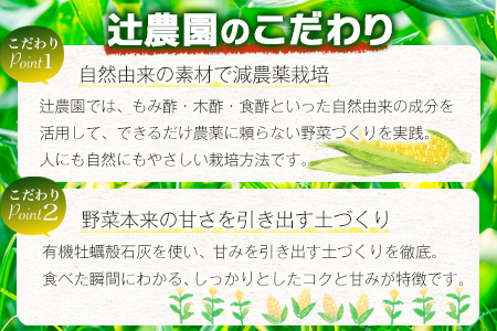 予約受付【限定30セット】スイートコーン（ゴールドラッシュ）10～12本入 とうもろこし トウモロコシ 野菜 B-319 佐賀 鹿島