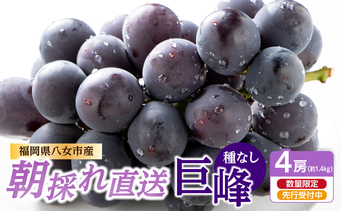 種なし 巨峰 1.4kg（350g×4パック）【ＪＡふくおか八女】｜7月上旬～8月上旬発送予定　種無し ぶどう ブドウ 産地直送 朝もぎ もぎたて 九州 福岡