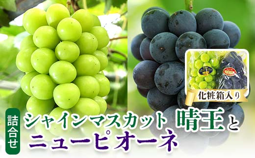 ＜2024年発送＞岡山県産　詰合せ/シャインマスカット『晴王』とニューピオーネ　化粧箱入り TY0-0395