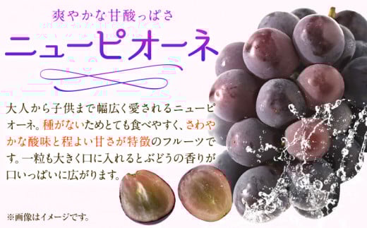 249.【先行予約】 岡山白桃 & シャインマスカット（晴王）& ニューピオーネ セット【配送不可地域あり】白桃 ロイヤル シャインマスカット 1房 ニューピオーネ 1房《7月上旬-8月中旬頃出荷》 