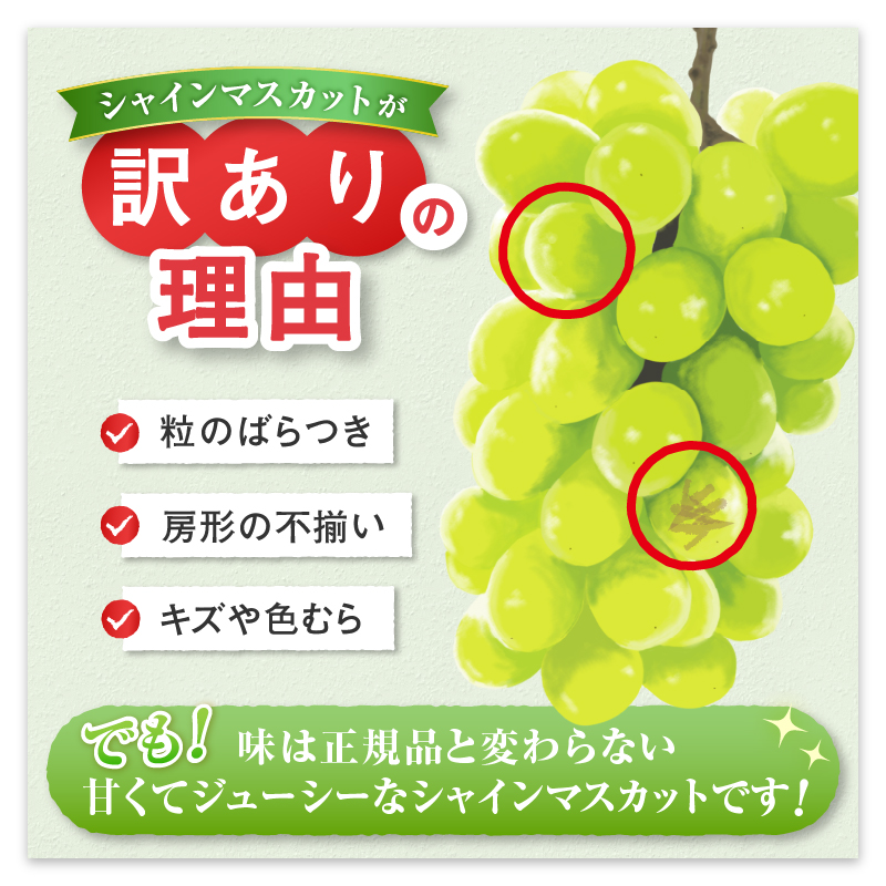 【訳あり】旬の採れたてシャインマスカット 1kg以上 2～3房【2026年発送】（HO）A05-1410