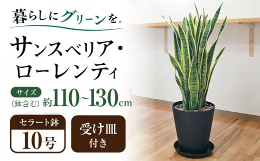 観葉植物  サンスベリア  ローレンティ 10号 ブラックセラート 鉢植え インテリア / サンスベリア 鉢植え 観葉 植物 インテリア おしゃれ プレゼント / 大村市 /琴花園[ACYK013]