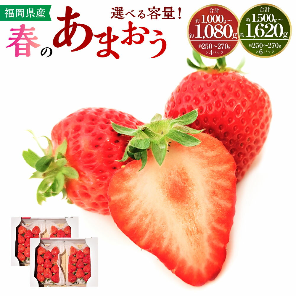 【ふるさと納税】春のあまおう 2L・2A・G規格以上 〈選べる〉4パック / 6パック 1パックあたり約250g～270g 約1000g～1080g or 1500g～1620g いちご 苺 フルーツ 果物 お取り寄せ デザート 冷蔵 送料無料【2027年3月上旬～4月下旬発送予定】