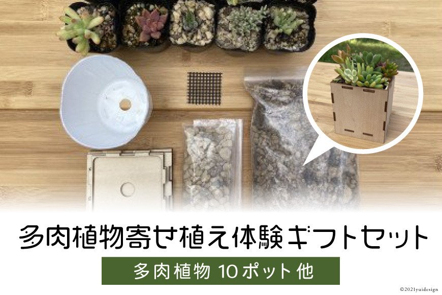 安心やすらぎ共和国 OASIS REPUBLIC -SUNAGAWA BASE-　片桐農園×空知単板工業㈱『多肉植物寄せ植え体験ギフトセット』 [オアリパ 北海道 砂川市 12260374]_イメージ