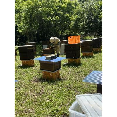 ふるさと納税 新城市 まるちゃん養蜂場 百花はちみつ 計900g(300g×3本) |  | 02