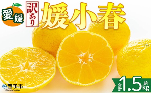 ＜【訳あり】愛媛県産 媛小春 約1.5kg＞『2027年2月上旬～3月下旬迄順次発送予定』わけあり 訳アリ 希少品種 ひめこはる 高級柑橘 みかん 蜜柑 果物 くだもの フルーツ ミカン 果汁 国産 特産品 株式会社三代目みかん職人 愛媛 西予市【冷蔵】