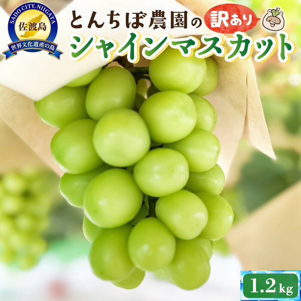 【ふるさと納税】【訳あり】シャインマスカット 1.2kg 2〜3房 佐渡産 種なし 粒の不揃い 傷あり とんちぼ農園 ぶどう 葡萄 果物 フルーツ 家庭用 おやつ 新潟県 佐渡市