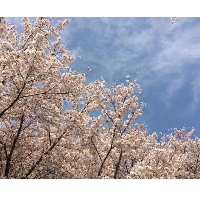 ふるさと納税 和泉市 さくらの天然石根付ストラップ |  | 03