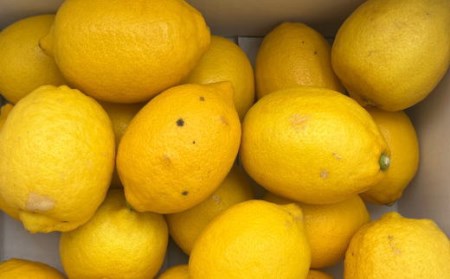 【産直】和歌山産レモン約3kg（サイズ混合） ※2024年3月中旬～5月下旬頃に順次発送予定