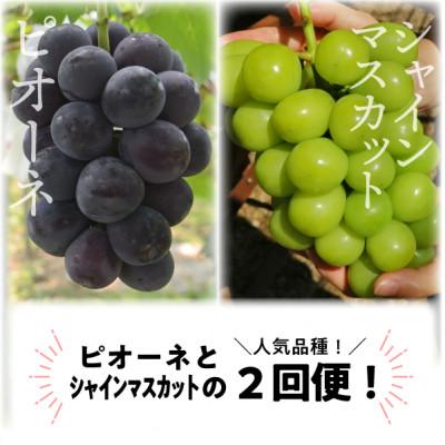 ふるさと納税 津山市 【発送月固定定期便】ピオーネとシャインマスカットの満足便! 各大2房入/1.3kg(岡山県産)全2回