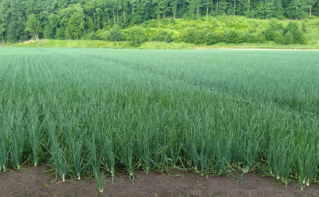【2025年先行受付】富良野産 黄色 玉ねぎ 約20kg（約75～80玉） M～2Lサイズ　野菜 新鮮 直送 黄玉ねぎ 玉葱 玉ネギ 道産 北海道 富良野市 ふらの 幕田農園