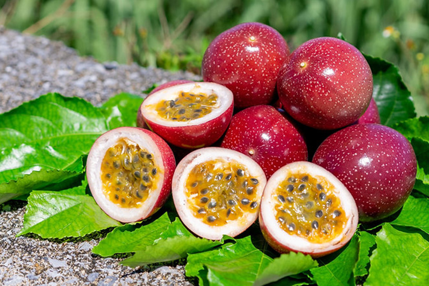 【先行予約 2025年発送】沖縄情熱農園 農薬不使用栽培 パッションフルーツ 「情熱の女神」 1kg （エコ箱） 沖縄 家庭用 甘味 酸味 追熟 フルーツ 果物 トロピカル 南国 スイーツ デザート 