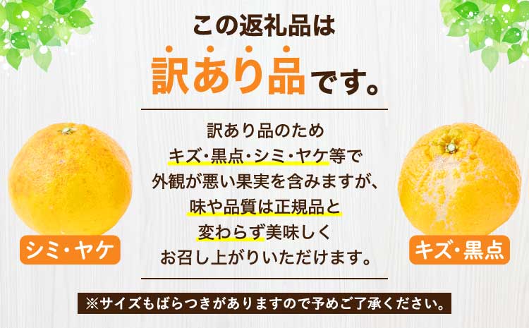 先行予約 熊本大見柑 (不知火) 訳あり 9.5kg (25～50玉) 【2027年2月上旬～2月下旬頃発送予定】 しらぬい みかん 蜜柑 柑橘 国産 九州 熊本 宇城市産 【株式会社la Nui.】