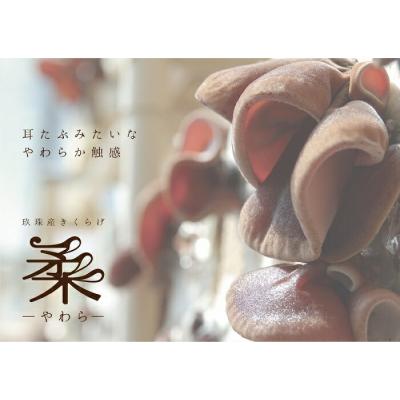 ふるさと納税 玖珠町 玖珠町産きくらげピクルス&乾燥きくらげのセット |  | 03