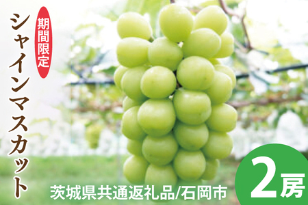 【2025年9月以降順次発送】【先行予約】シャインマスカット２房【茨城県共通返礼品/石岡市】【農家直送 果物 くだもの 甘い 糖度 人気 フルーツ 葡萄 ぶどう ブドウ マスカット 種なし 減農薬 安全 安心 厳選 茨城県 20000円以内 2万円以内】（KS-1）