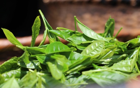 なっちゃんの煎茶40g入り×3袋セット / 和歌山 田辺市 健康 お茶 和風 煎茶 釜炒り茶 ティーバッグ 番茶【ntc010】