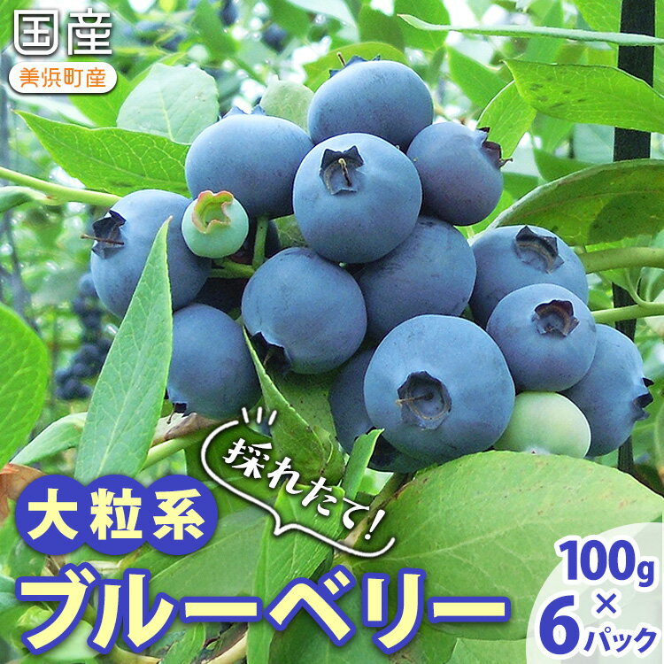 【ふるさと納税】【2027年先行予約】採れたて！大粒系ブルーベリー 100g×6パック ※2027年5月上旬〜7月上旬頃に順次発送予定 | ブルーベリー ぶるーべりー 大粒 超大粒 甘い ジューシー 人気 生 新鮮 産地直送 食べ比べ 果物 くだもの フルーツ 国産 愛知県 美浜町