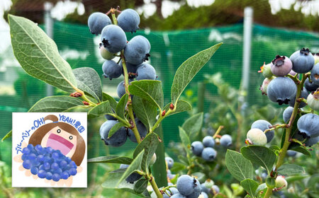 ブルーベリージャム　《豊前》 【OH YEAH!農園】[VER001]