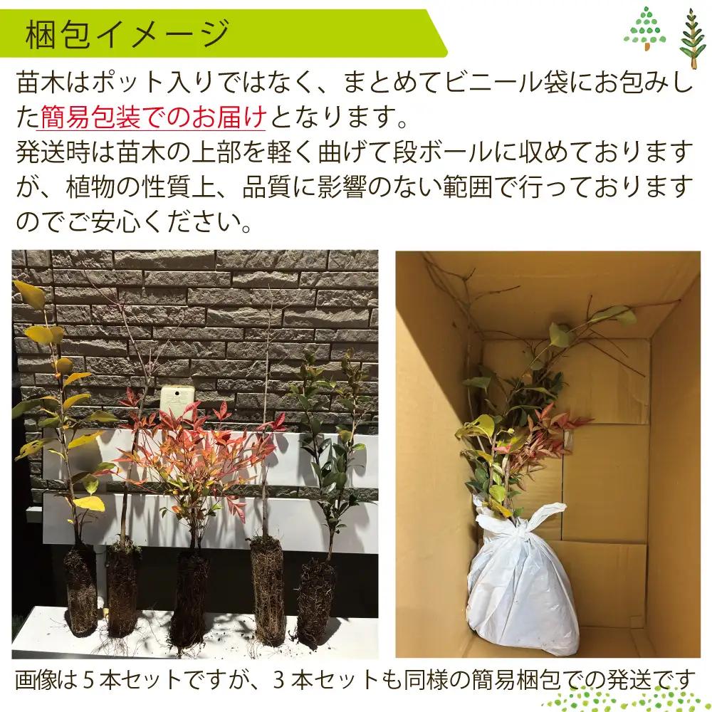 新地町産 苗木5種セット（サザンカ・イロハモミジ・ナンテン・イタヤカエデ・ツバキ） | 木 苗 人気 おすすめ 送料無料 里山 お取り寄せ 福島県 新地町 庭木 庭 森林 山茶花 さざんか いろはもみ