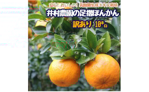 R8.1月下旬発送 家庭用だけど家庭用じゃない!? 訳あり 足摺ぽんかん 10kg デコポンの親 みかん 柑橘 果物 果実 ミカン ぽんかん ポンカン フルーツ おやつ デザート 10キロ 美味しい 井村農園【R01495】