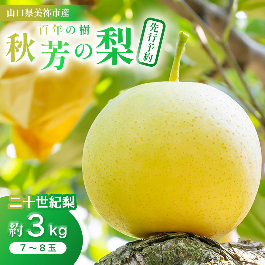 【ふるさと納税】 美祢市産 二十世紀梨 (秋芳の梨 百年の樹)（ 約 3kg ）先行予約〈2025年9月上旬～9月末頃 発送予定〉｜ 二十世紀 なし 梨 フルーツ 百年の樹 特産品 美祢市 美祢 山口県 山口 秋芳町 秋芳 カルスト台地 先行予約