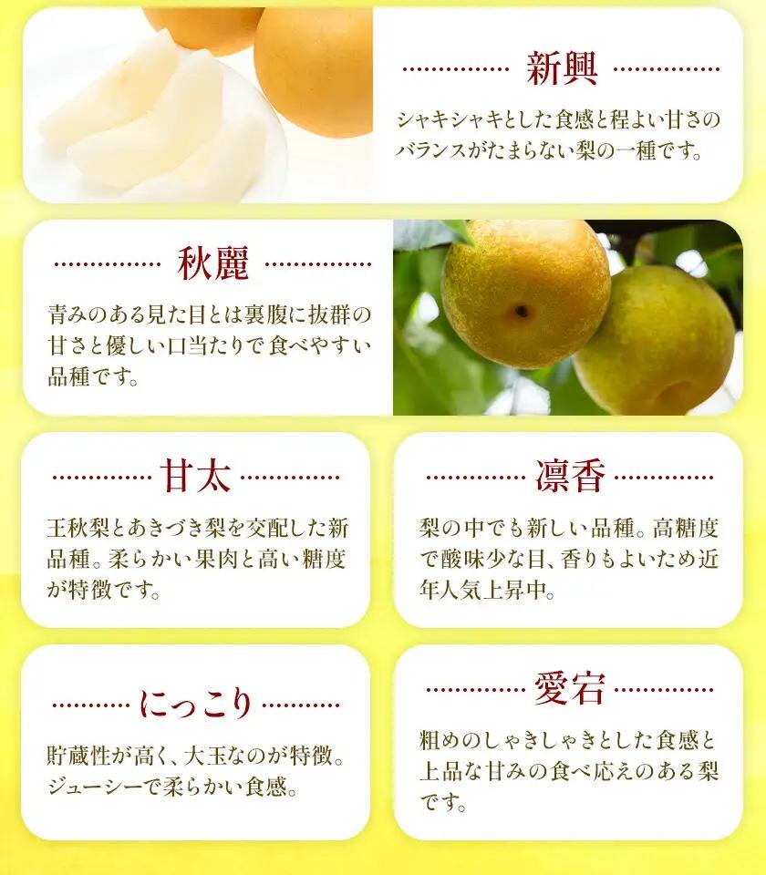 おまかせ梨 3㎏ 日本フルーツ株式会社 梨