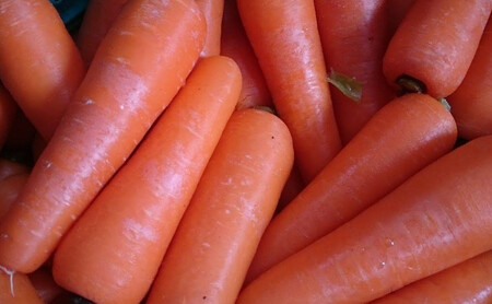 限定20セット！ファームかずとの「雪下にんじん（8kg）」豪雪地域で甘みを蓄えた逸品 カロテンたっぷり、生でも食べられます。出荷期間限定品：お届けは令和8年（2026年）1月半ばから【長野県信濃町ふる