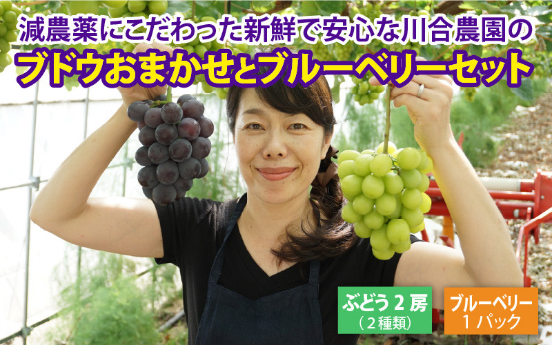 
減農薬にこだわった新鮮で安心な川合農園のブドウ おまかせ2房 と ブルーベリーセット [A-7551]
