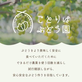 泉州ぶどう クインニーナ 2房【065D-013】