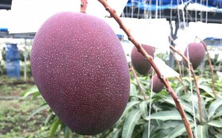 【先行受付】【2026年発送】JAおきなわの産直アップルマンゴー 約2kg【ご家庭用・白箱】- 先行予約 沖縄 産地直送 季節の果物 旬の味覚 ご自宅用 トロピカルフルーツ 沖縄県 八重瀬町