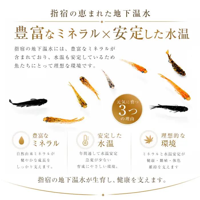 10営業日以内に発送 温水育ち ミニホテイソウ 30株 otofarm IB148-008 ※北海道・沖縄・離島配送不可※ 水槽 水槽