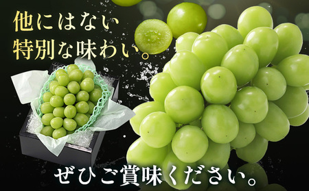 【2026年発送】シャインマスカット 農家自慢の最高ランク シャインマスカット  約750g 特秀クラス Nini farm 